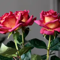 Роза «Эдди Митчел»