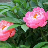 Пионы Корал Шарм