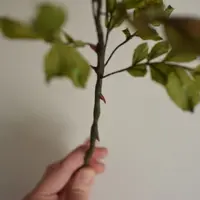 МК Шиповник