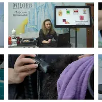 Экспресс-линька кошки: типы шерсти, инструмент, косметика