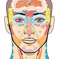 Новейшие методы функциональной диагностики. Проекционные зоны