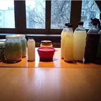 Квасы из дикорастущих растений