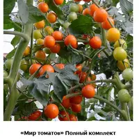 Мир томатов