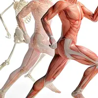 Тело человека. Модуль 1