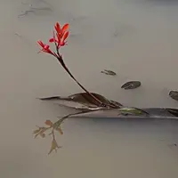 Сценарная терапия: стратегии и техники коррекции жизненного плана