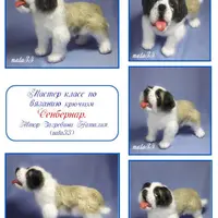 Мастер-класс Сенбернар