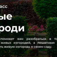 Живые изгороди