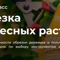 Обрезка древесных растений