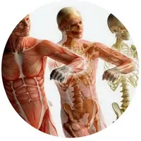 Фасция как она есть