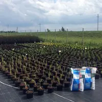 Использование удобрений Osmocote. Фертигация и листовые подкормки