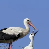 Долг и благодарность