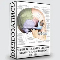 Череп. Краниосакральный ритм