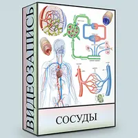 Сосуды