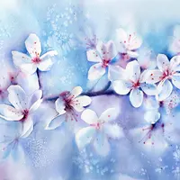 Вишня в цвету