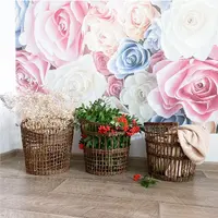 Три красотки: Красотка, Ракушка и Колизей