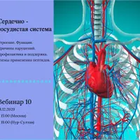 Сердечно-сосудистая система