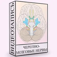 Черепно-мозговые нервы