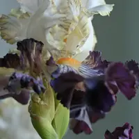 Ирис Бородатый из холодного фарфора