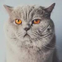 Кот Британчик