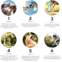 Трюковая дрессировка