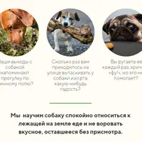 Помойка: Как отучить собаку подбирать еду на улице