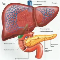 Как улучшить отток желчи