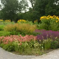 Новые многолетники