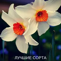 Нарциссы. Лучшие сорта. Гладиолусы. Лучшие сорта