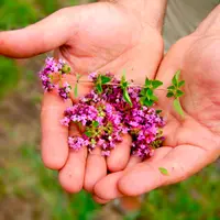 Травы для мужчин