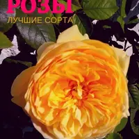 Клематисы, английские розы, петунии и астры: лучшие сорта