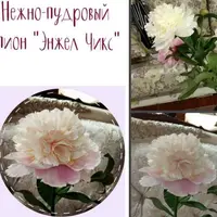 Нежно-пудровый пион Энджил Чикс