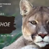 Шаманский мастер-класс: Моё животное силы