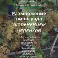 Размножение винограда укоренением черенков