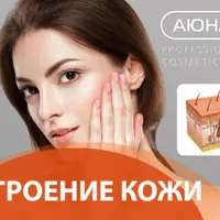 Строение кожи. Послойный разбор