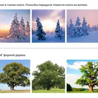 Элементы пейзажа. Деревья