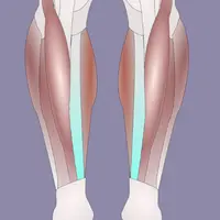 Мышцы ног. Часть 2