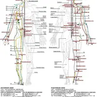 Tong Ren Automated - расширенное лечение