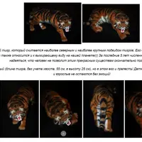 Онлайн мастер-класс "Тигры"