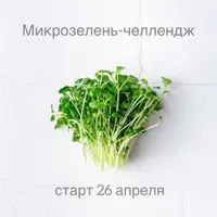 Микрозелень-челлендж