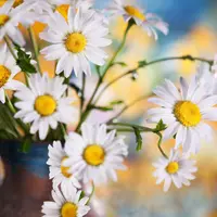 Ромашки из холодного фарфора