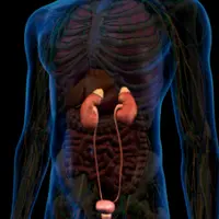 Процесс заживления почек и надпочечников