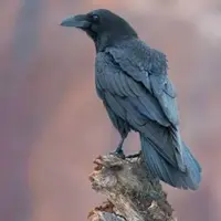 Ворон и Черный огонь волка