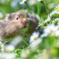 Антигрызуны Powerful Plus + 11x (Extra Strong)