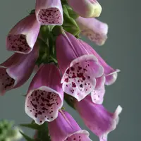 Наперстянка из холодного фарфора