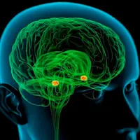 Миндалевидное тело