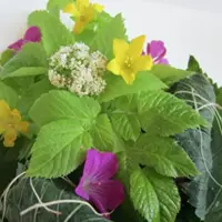 Дикорастущая кухня