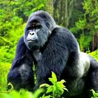 Мощный зеленый пакет