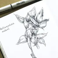 Ботаническая штриховка