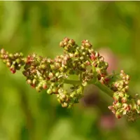 Заготовка, переработка и хранение дикорастущих трав