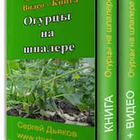 Огурцы на шпалере